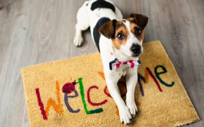 Ambiente Pet-friendly: muito além do conceito